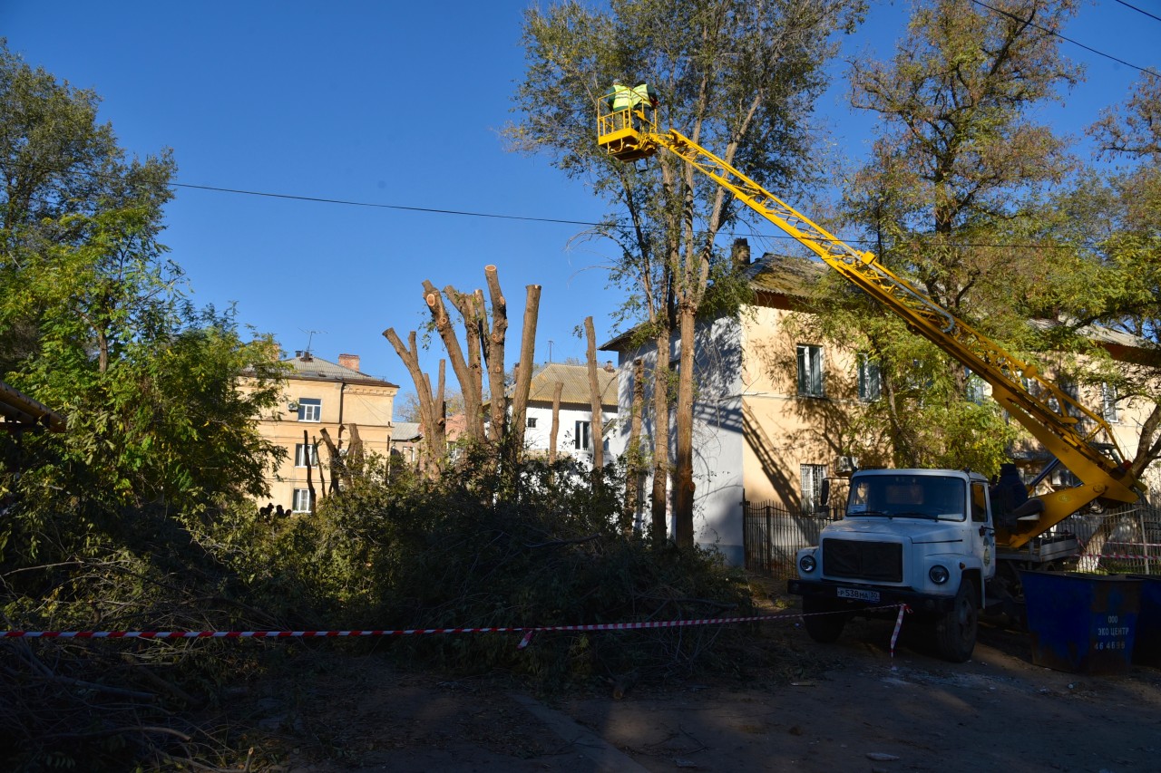 В Астрахани с начала года обрезали три тысячи деревьев | АРБУЗ