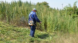 В июле в Астрахани будут массово косить коноплю и другие запрещенные растения
