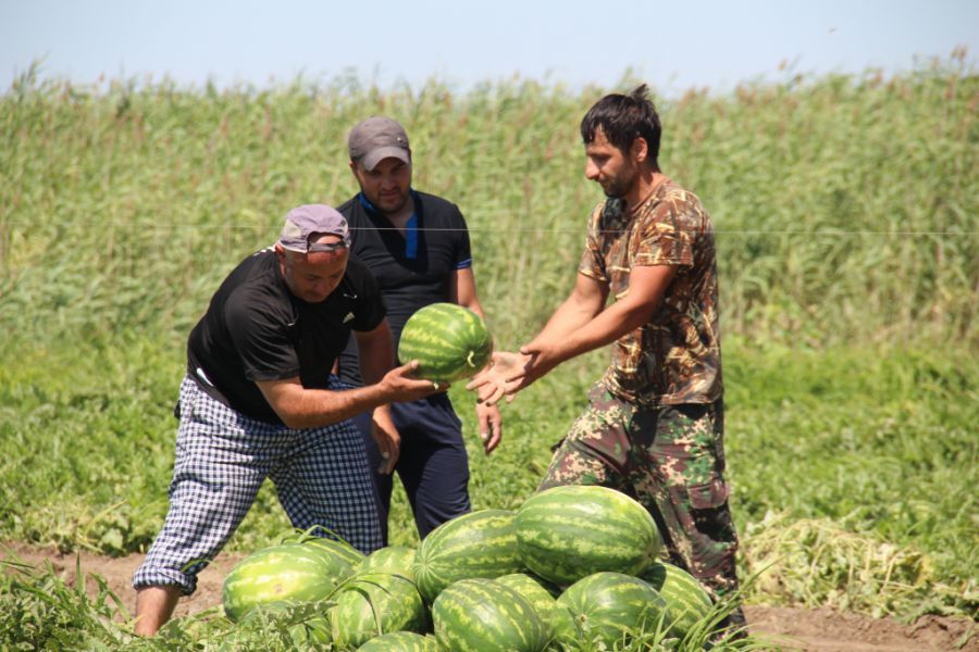 Астраханская область добилась значительных успехов в производстве бахчевых