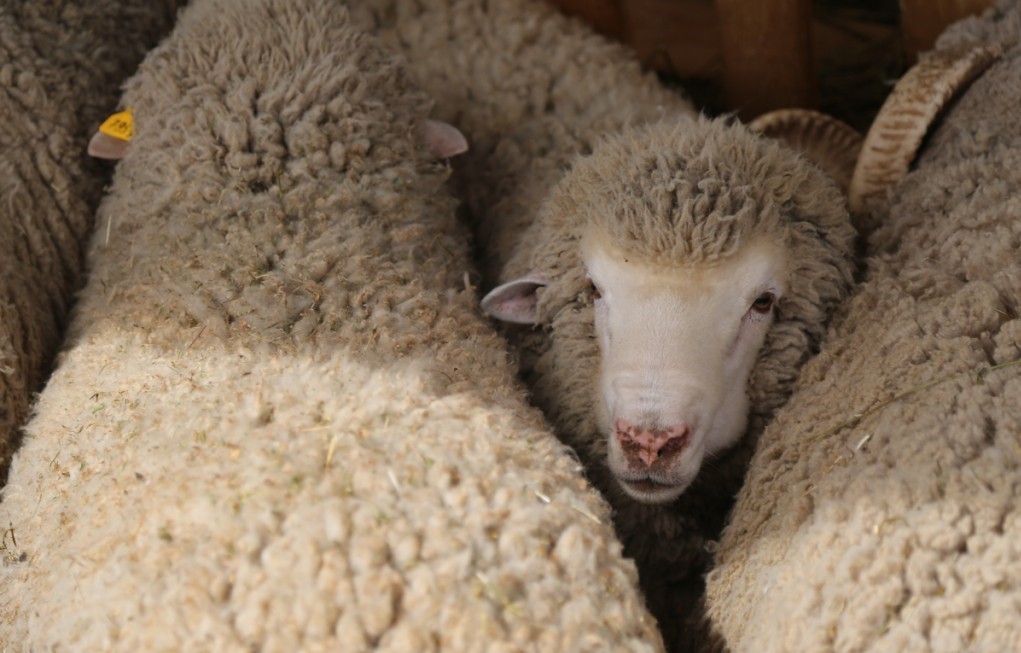 Астраханские фермеры активно взялись за осеменение овец и коз