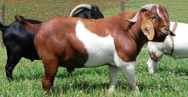 Толстенькие козы помогут астраханскому фермеру заработать