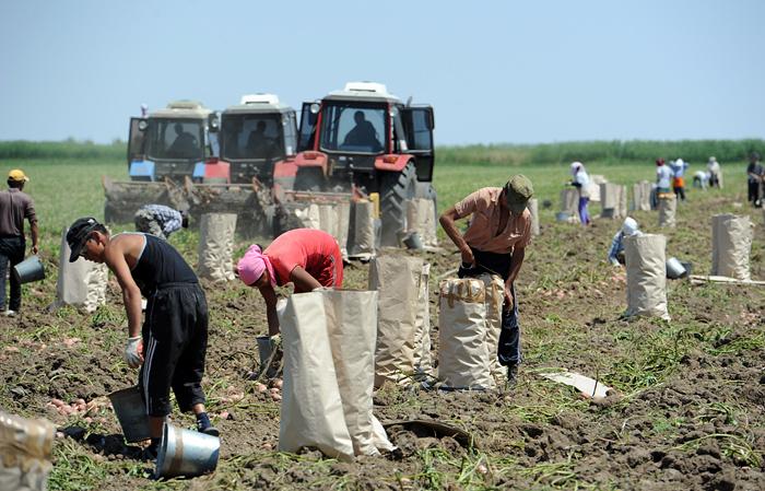 Астраханские фермеры вынуждены продавать продукцию себе в убыток