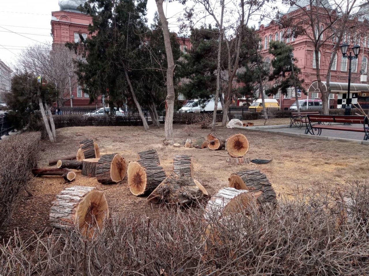 Спилили деревья в Волгограде