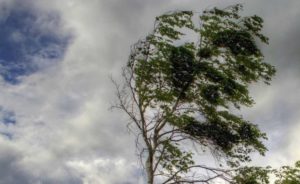 В Астрахани падают деревья из-за сильного ветра