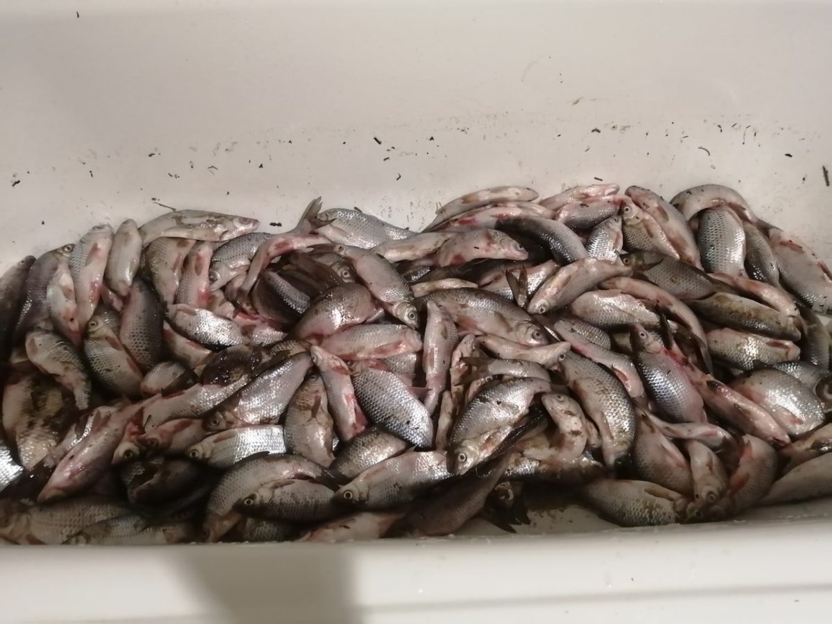 В разгар запрета на рыбалку астраханцы показывают полные ванны воблы