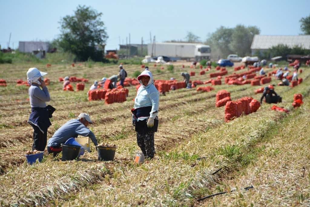 Астраханские аграрии произвели сельхозпродукции на 46 млрд рублей