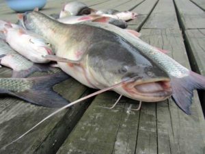 Запретят ли вылов сома в Астраханской области, его запасы сильно сократились