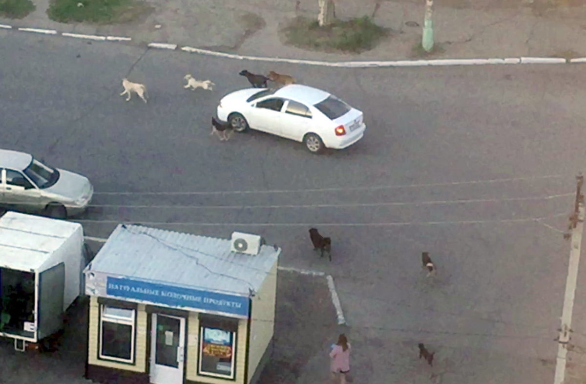 Движение в Астрахани патрулируют собаки