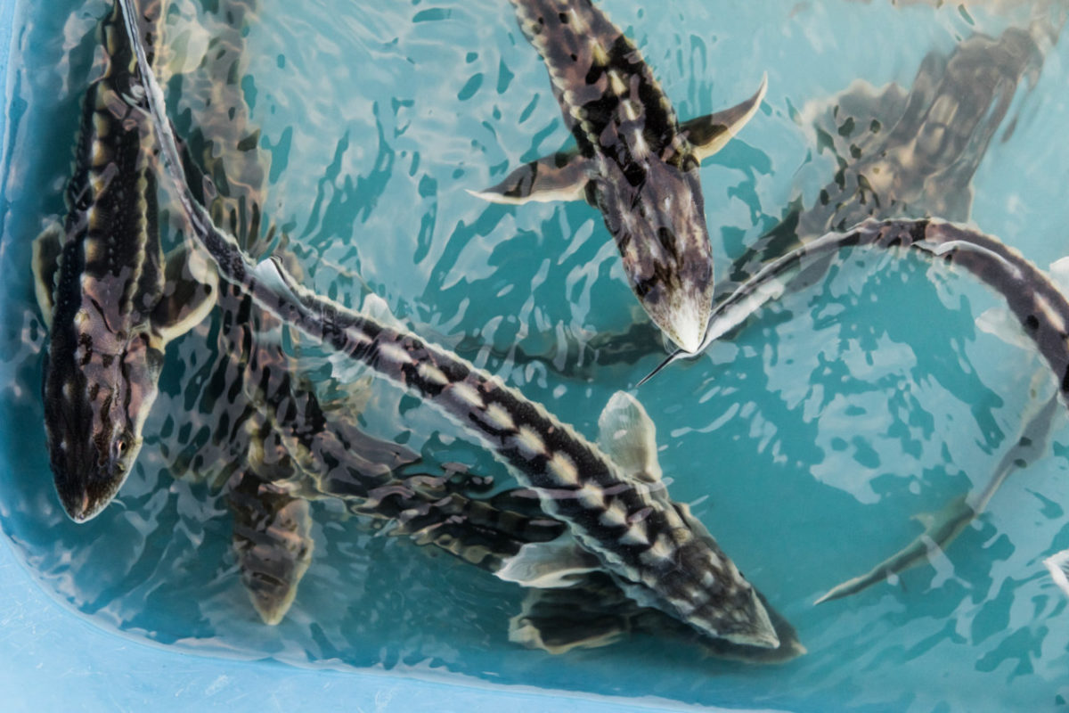Времена новых возможностей: астраханские рыбопромышленники не теряют оптимизма