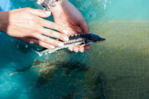 За три месяца астраханские школьники спасли более 137 млн штук молоди рыбы