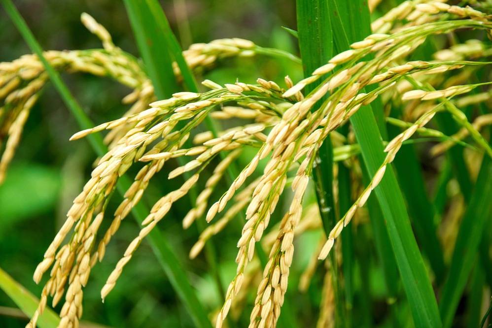 Астраханские фермеры увеличили объемы производства риса