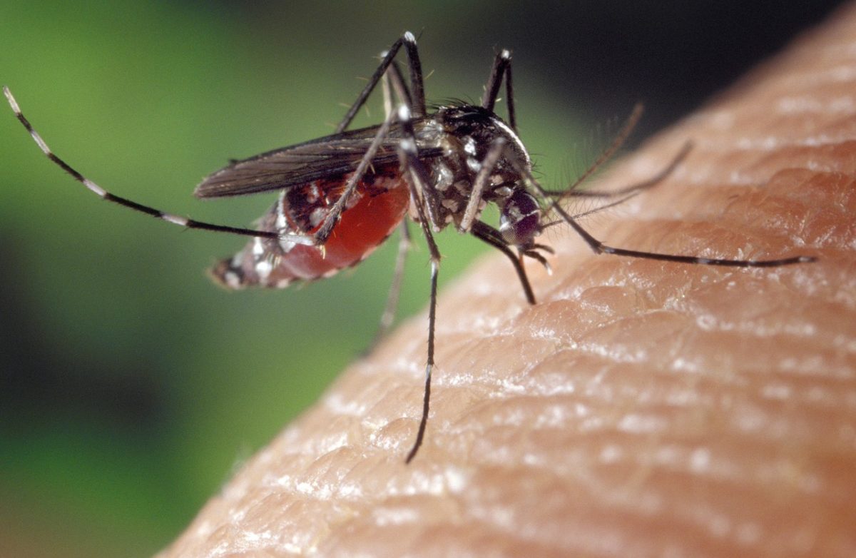 В Астраханской области свирепствуют комары