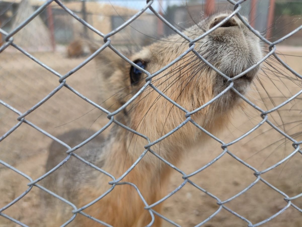 Животные в астраханском зоопарке «Баба Фрося» стойко переносят холода