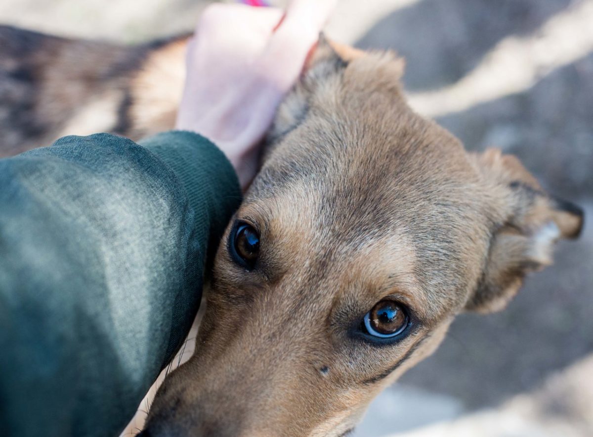Соседи в ужасе: в Астрахани женщина поселила в своей квартире десятки собак
