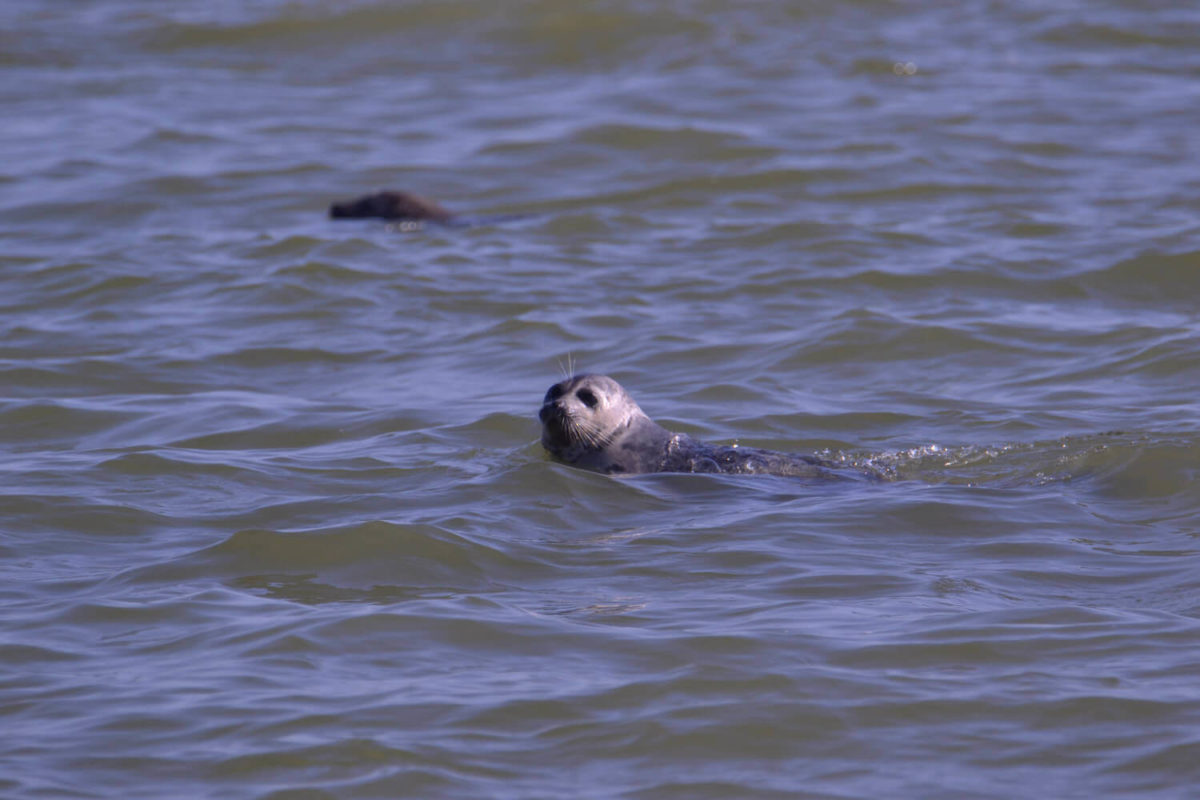 Погибших тюленей обнаружили на острове в Астраханской области