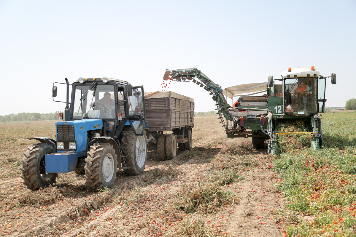Астраханский завод томатной пасты начнет выращивать зерновые культуры
