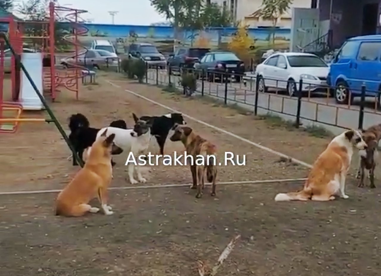 В Астрахани показали кишащий собаками двор