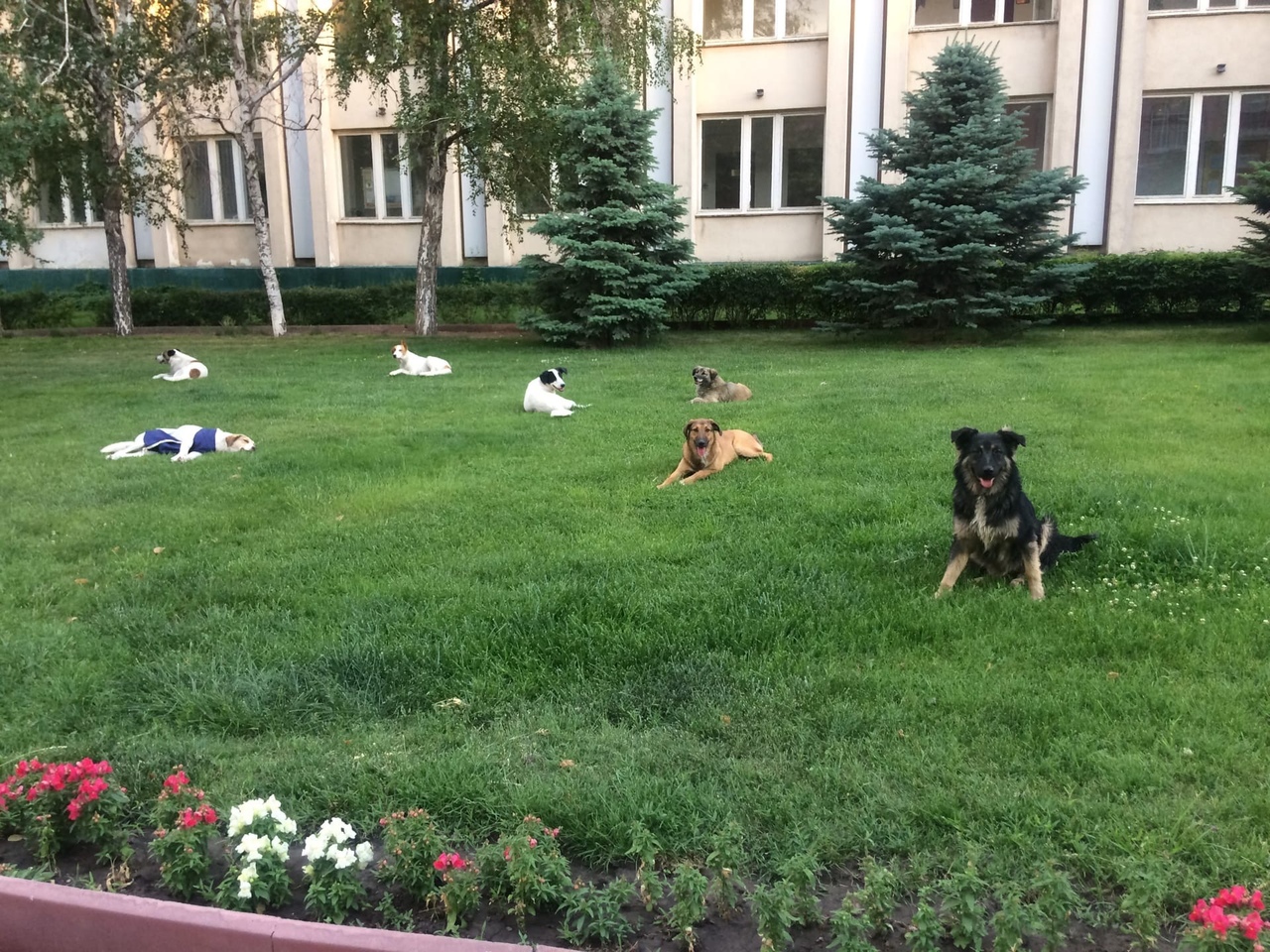 Одну и ту же стаю собак полгода фотографируют в центре Астрахани