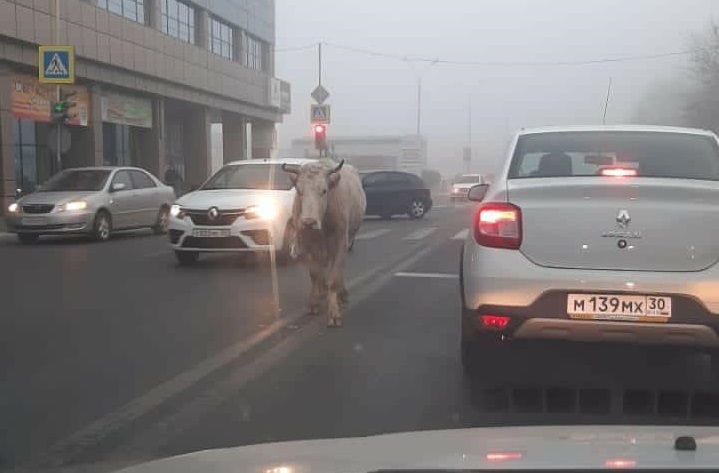 По центру Астрахани разгуливают коровы