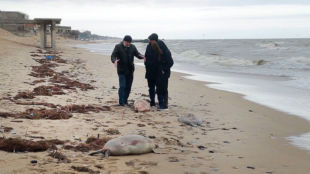 Астраханские ученые выясняют причины массовой гибели тюленей на Каспии