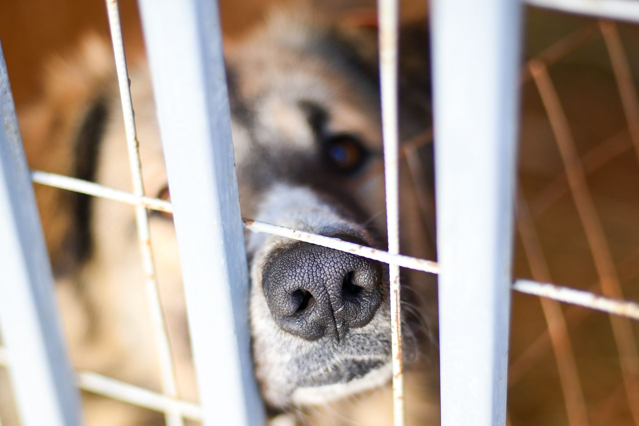 Астраханские депутаты рекомендуют расширить перечень причин для умерщвления собак