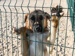 Астраханка, покусанная бродячей собакой, выиграла суд у властей