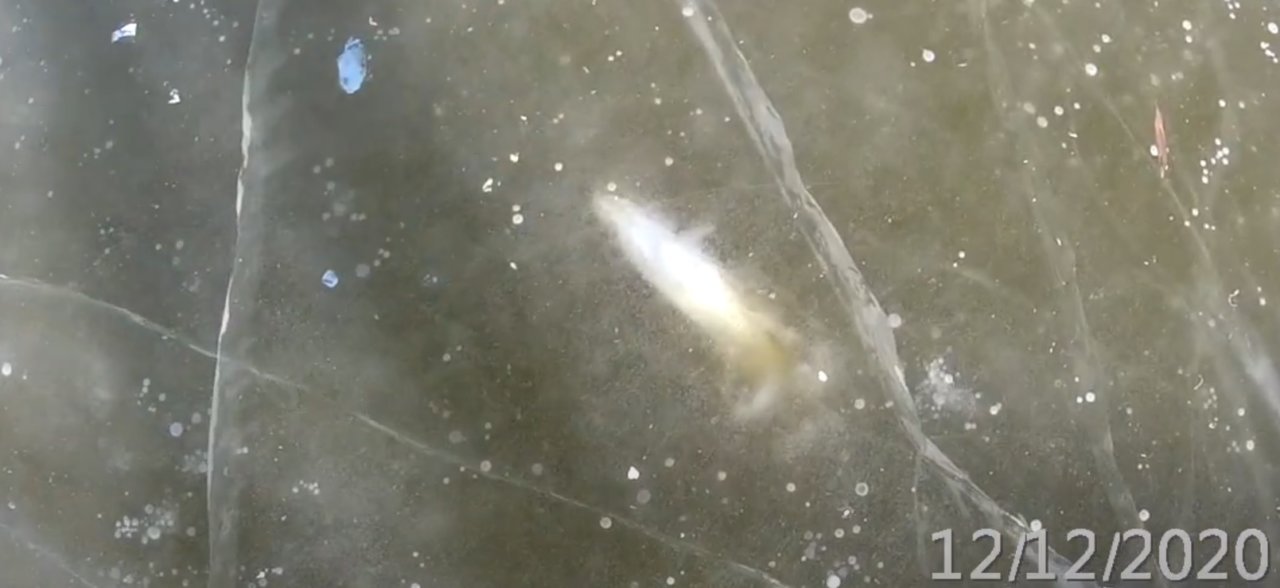 В озере под Астраханью рыба погибла в ледяном плену