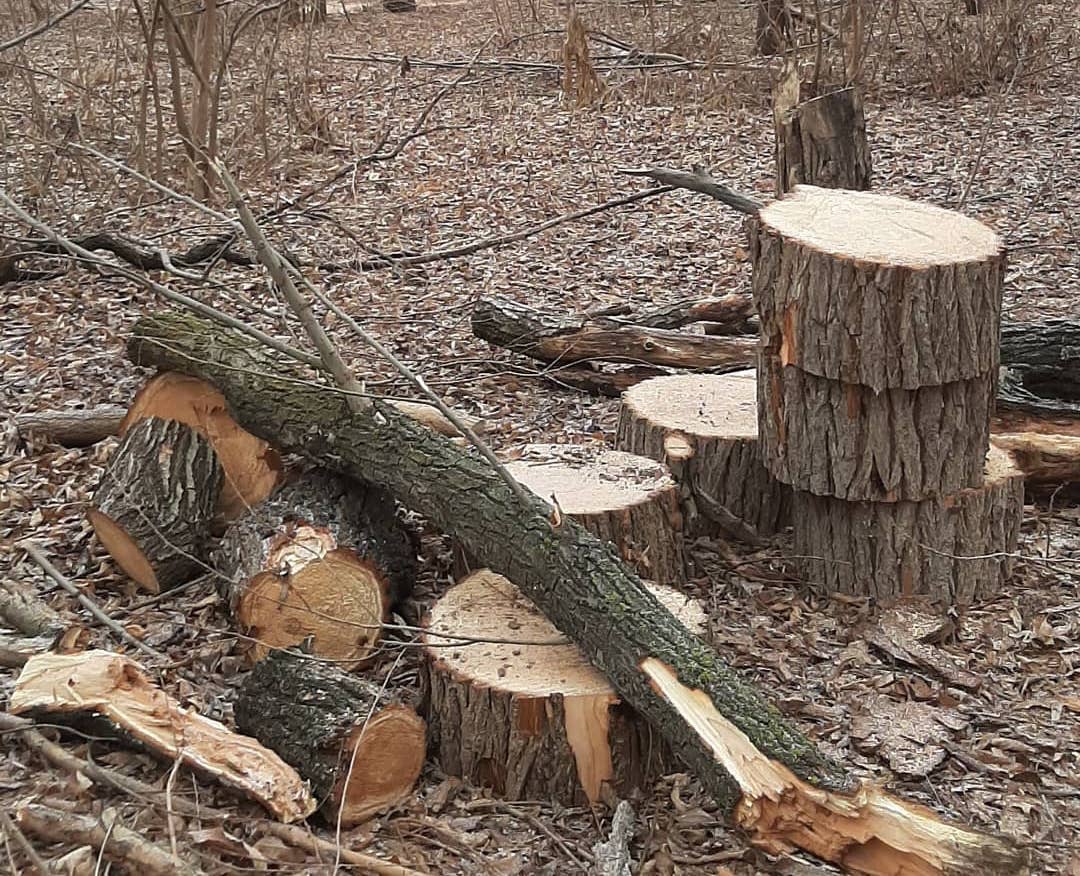 Администрация Астрахани объяснила вырубку деревьев на Городском острове