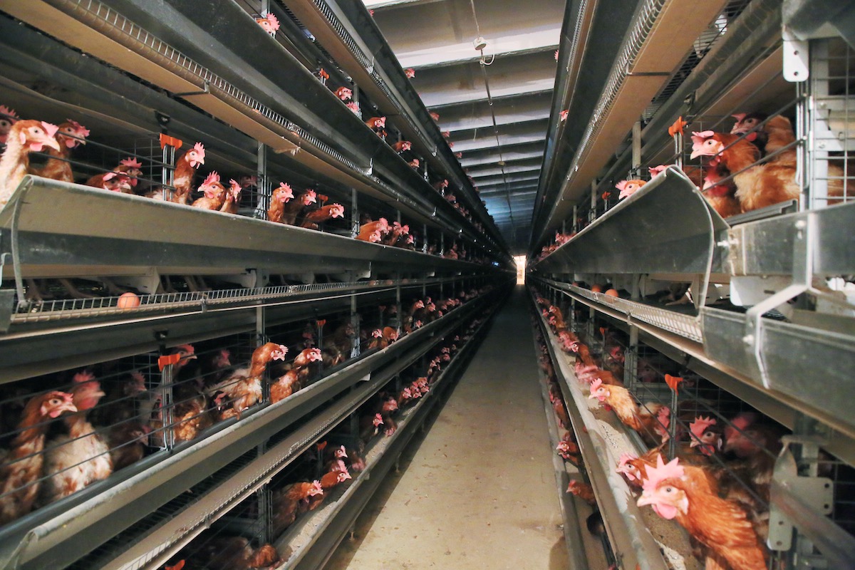 Астраханская область хочет увеличить производство мяса птицы на 6 тыс. тонн