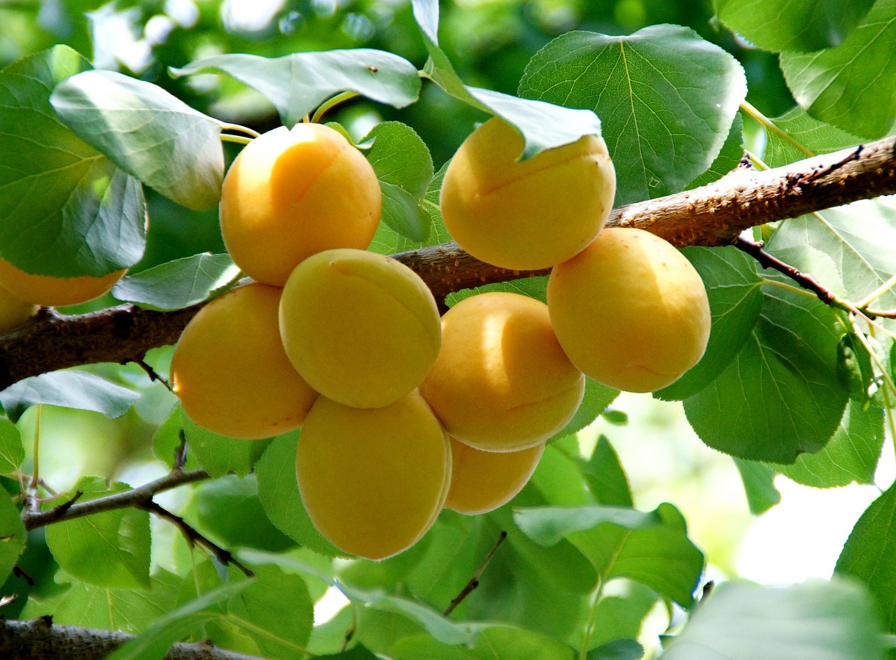 Астраханские дачники сообщают о небывалом урожае абрикосов