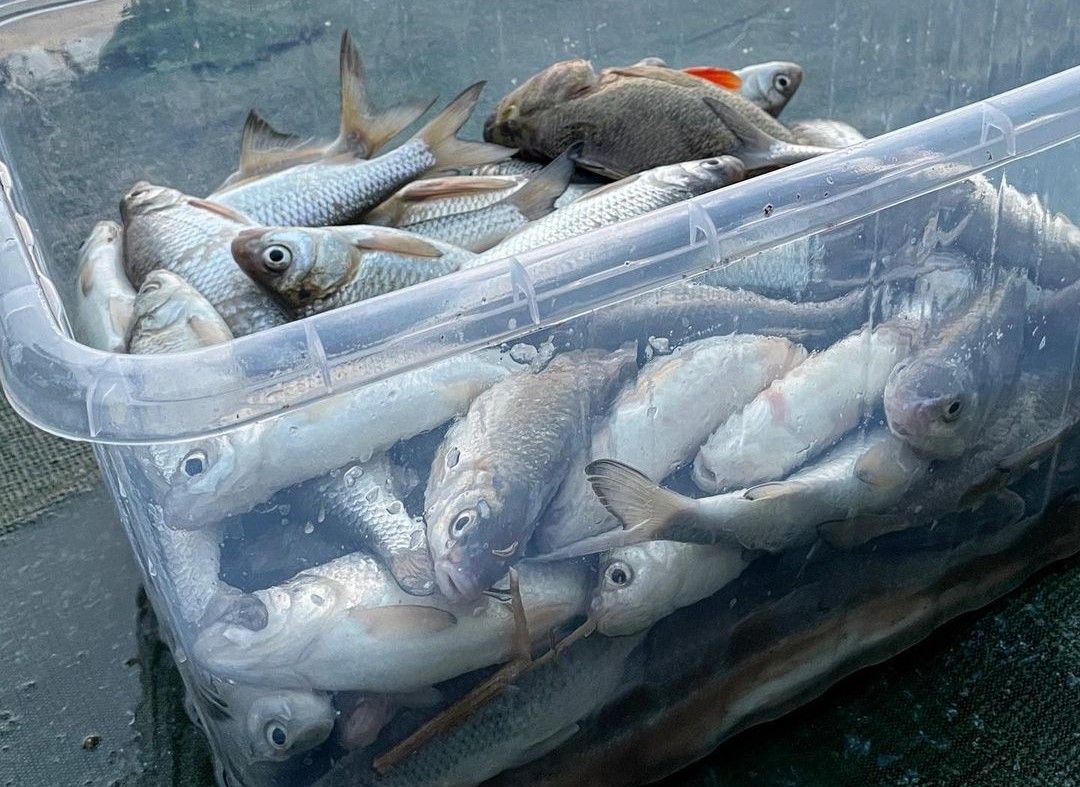 Администрация Приволжского района: Мы поможем рыбе не остаться без воды
