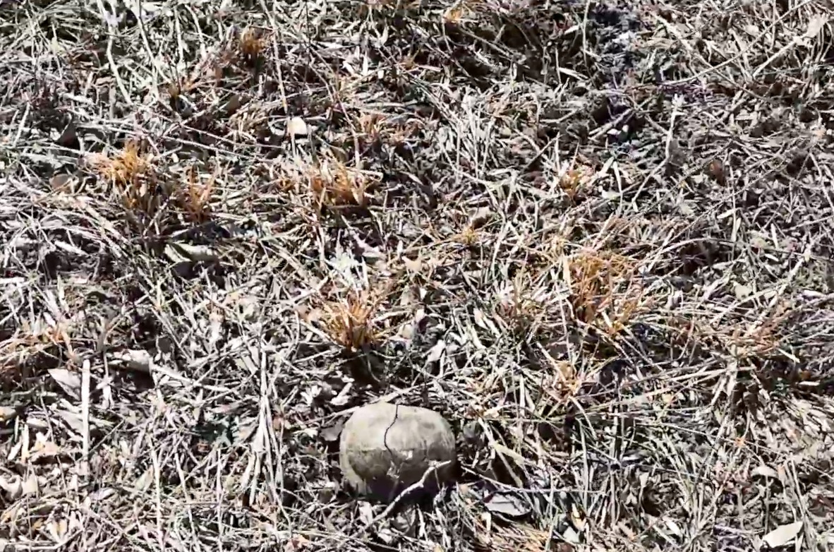 Найдена причина массовой гибели 46 черепах под Астраханью
