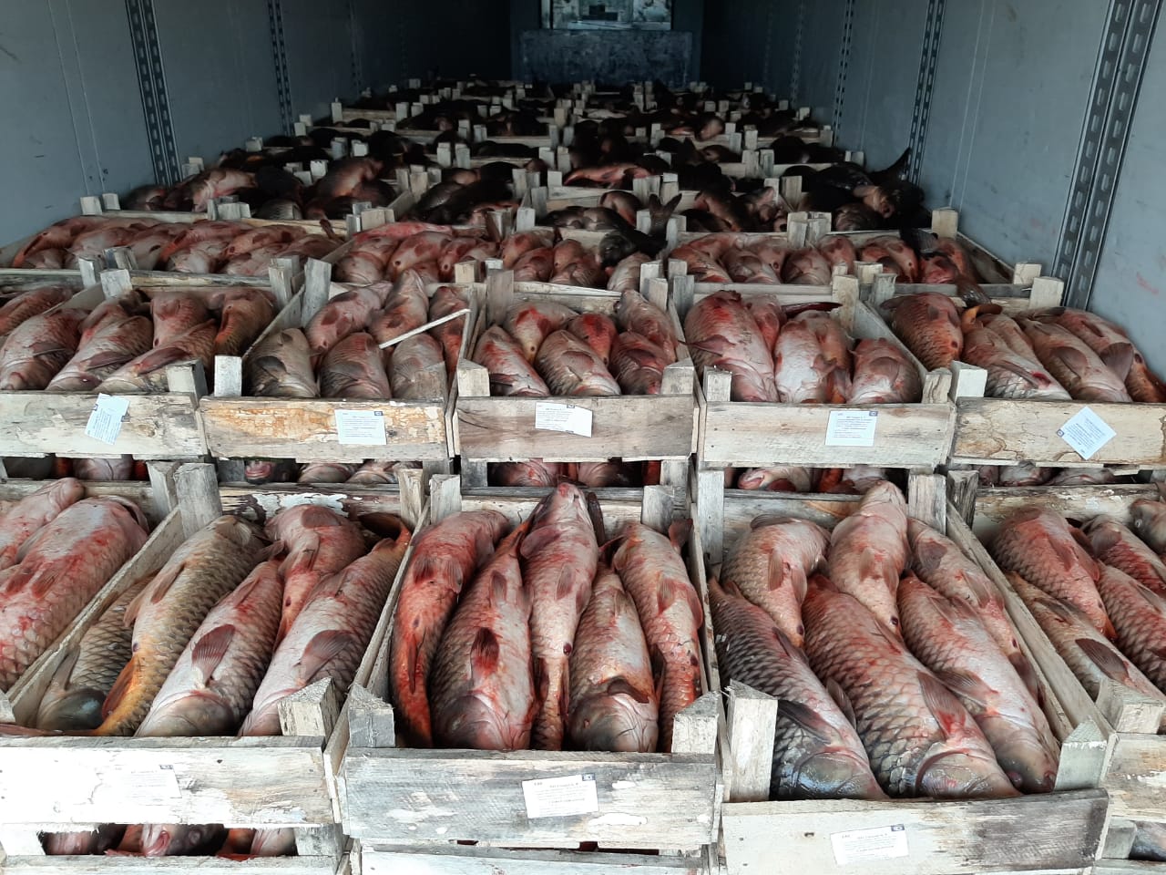 Из Астраханской области в Азербайджан, Грузию и страны Европы отправилось 116 тонн рыбы