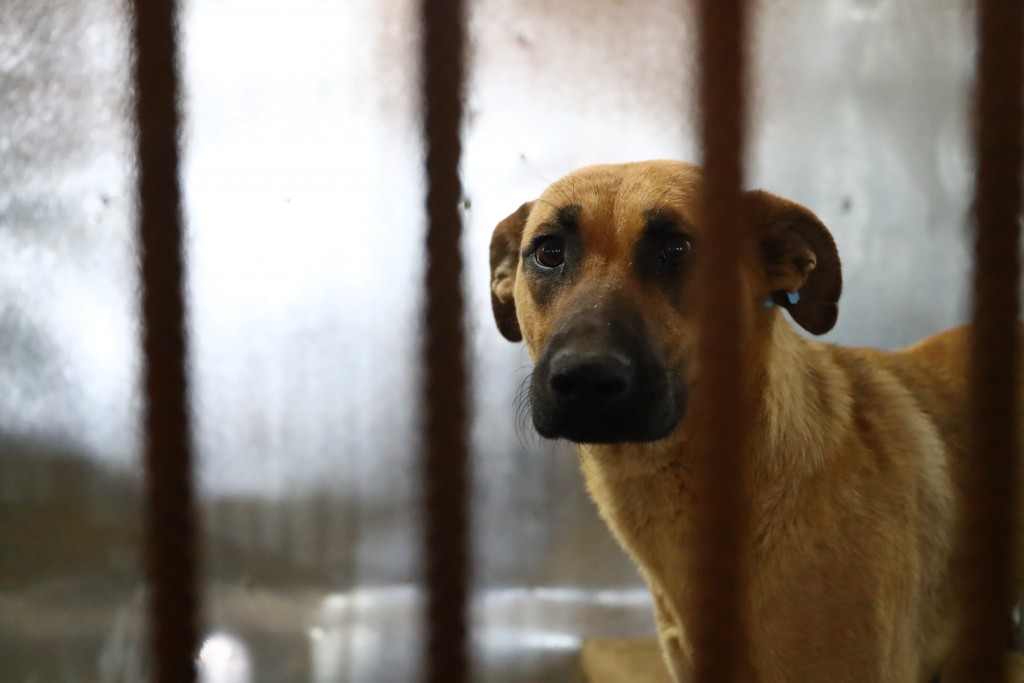 В Астраханской области усилят контроль за содержанием бродячих собак