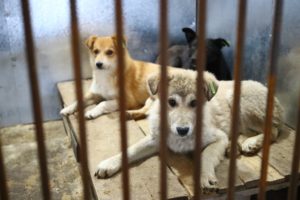 На отлов собак в Астраханской области потратили 75 млн рублей
