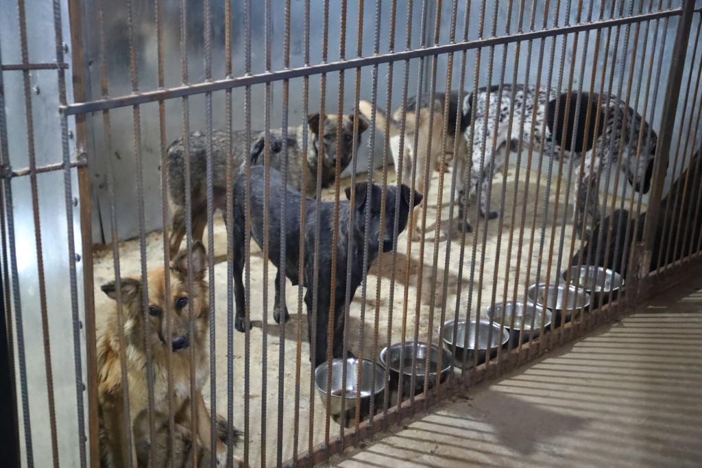 Экспертиза: собак в астраханском приюте зверски не убивали, они погибли от болезней