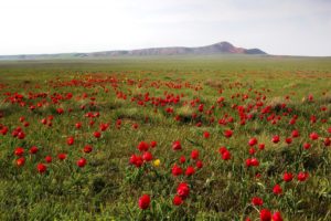 В апреле в астраханской степи пройдет масштабный фестиваль посреди цветочного ковра