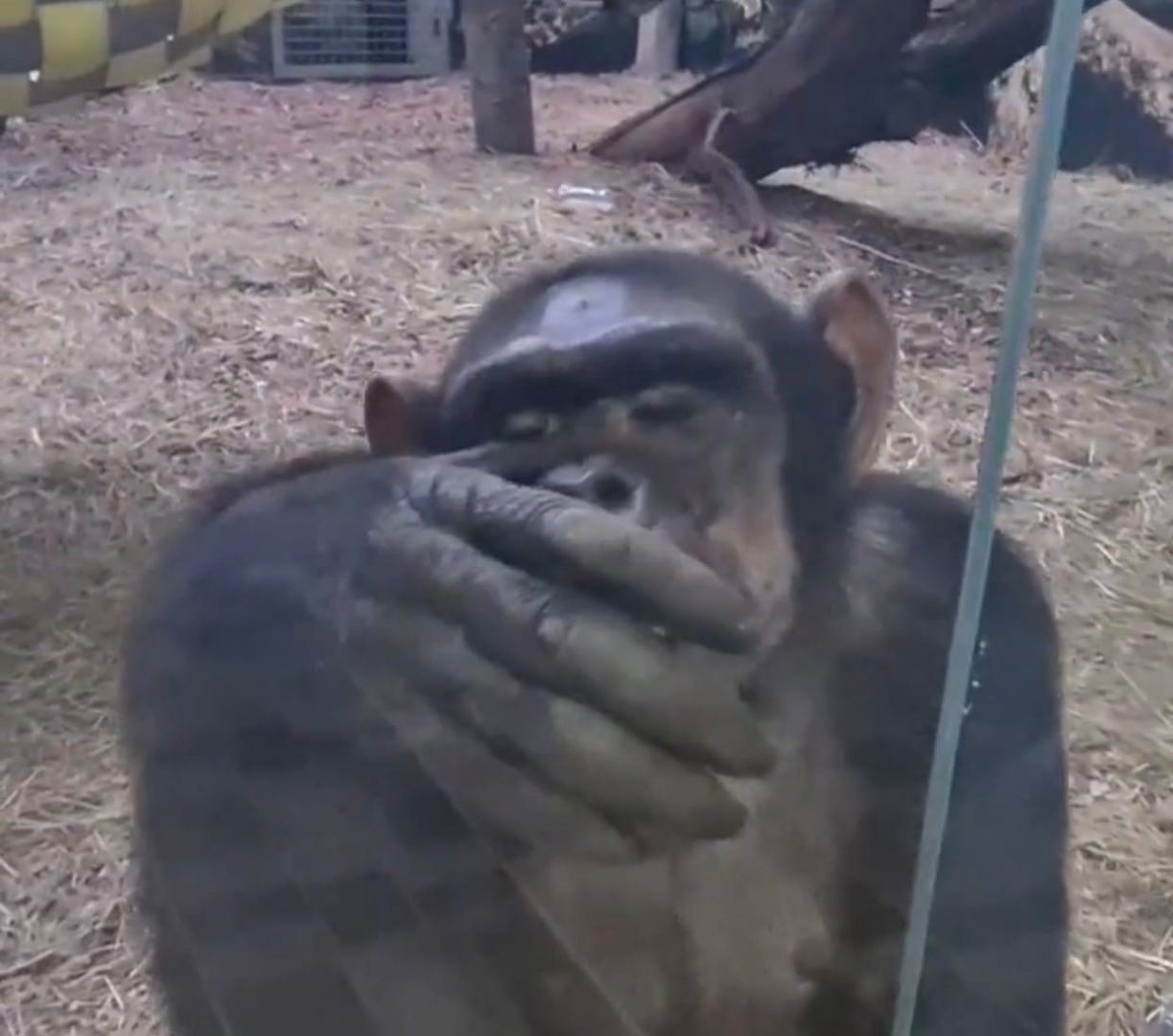 Два московских примата приехали в астраханский зоопарк