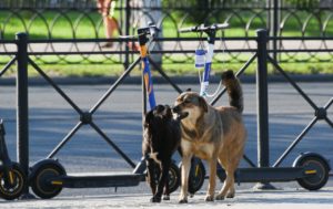 Растерзанная собаками астраханка подает в суд
