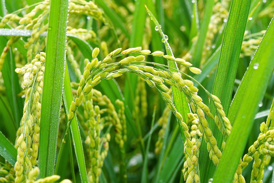 Астраханские аграрии сделали рывок в выращивании риса