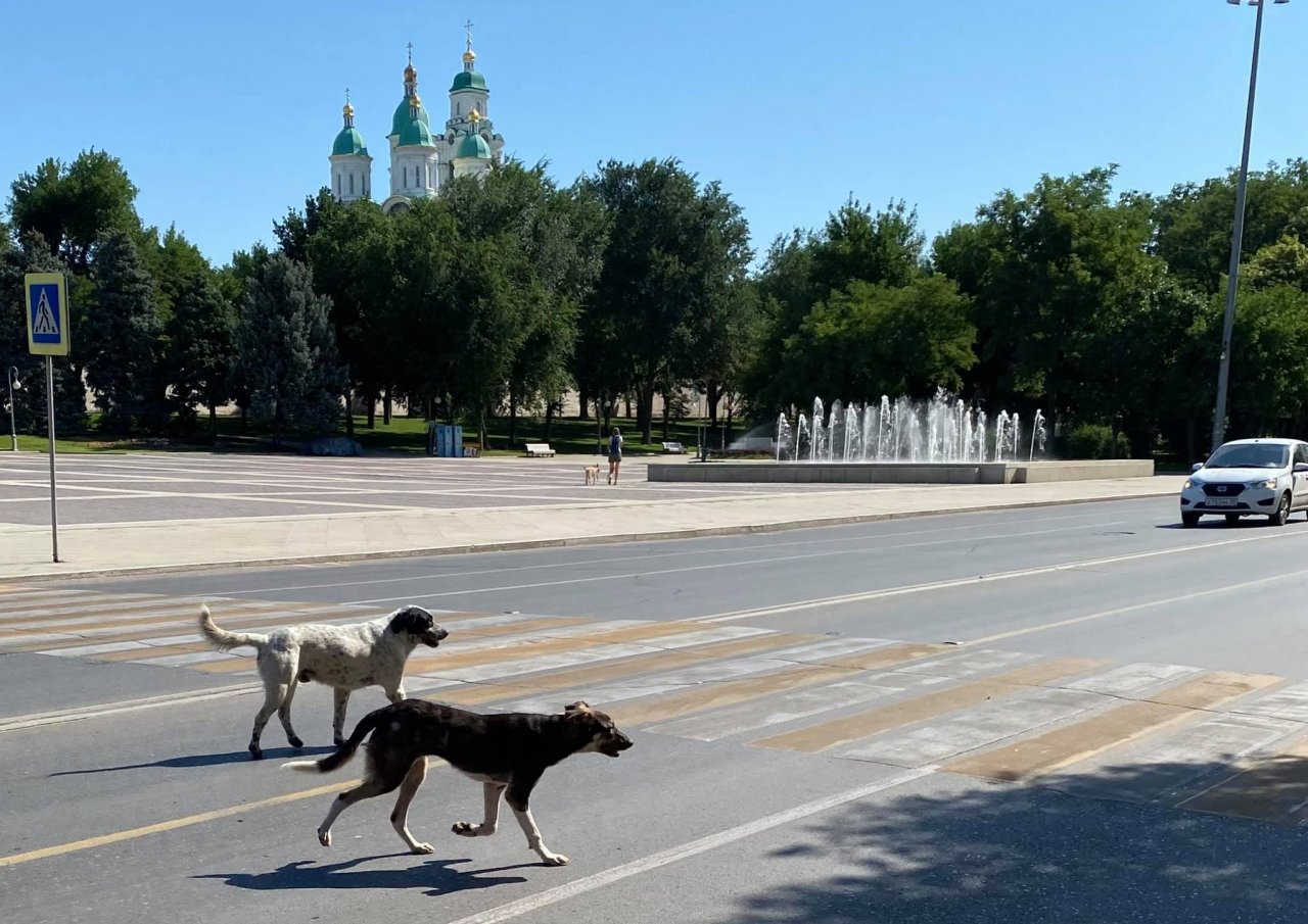 В Астрахани насчитали около 17 тысяч нечипированных бродячих собак