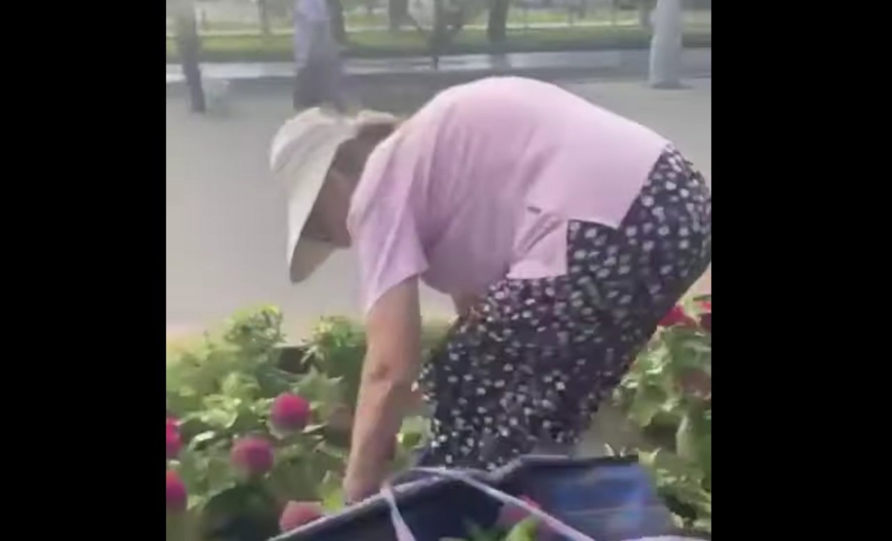 Астраханская пенсионерка разорила клумбу на глазах у прохожих