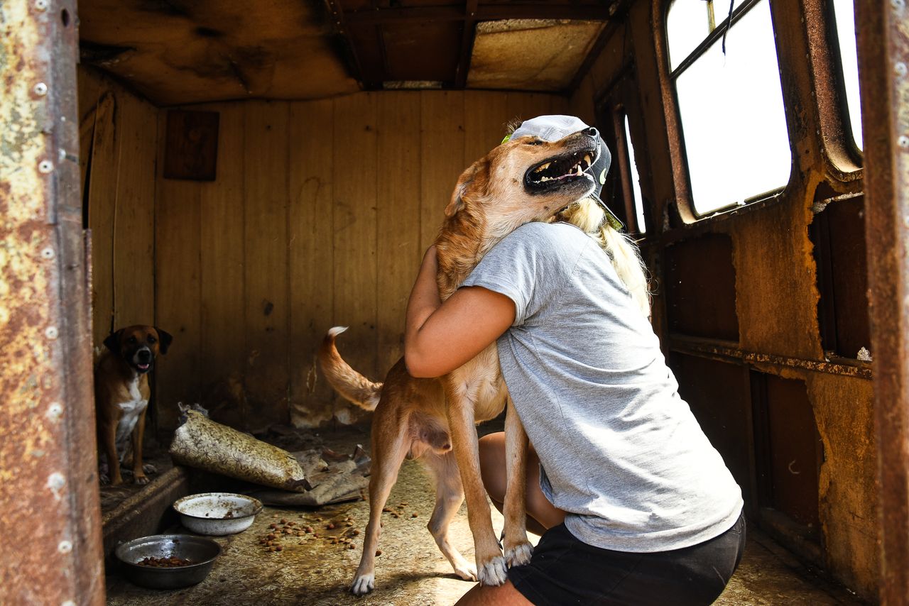 Астраханский частный приют для бездомных животных обезглавлен и переполнен