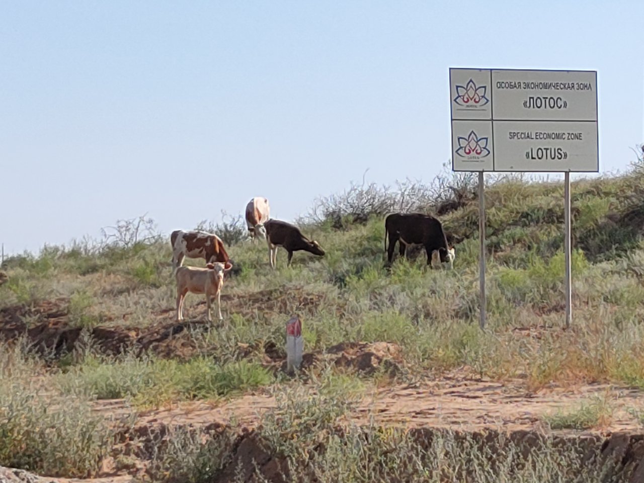 Штрафы за гуляющих где попало коров увеличили в Астраханской области