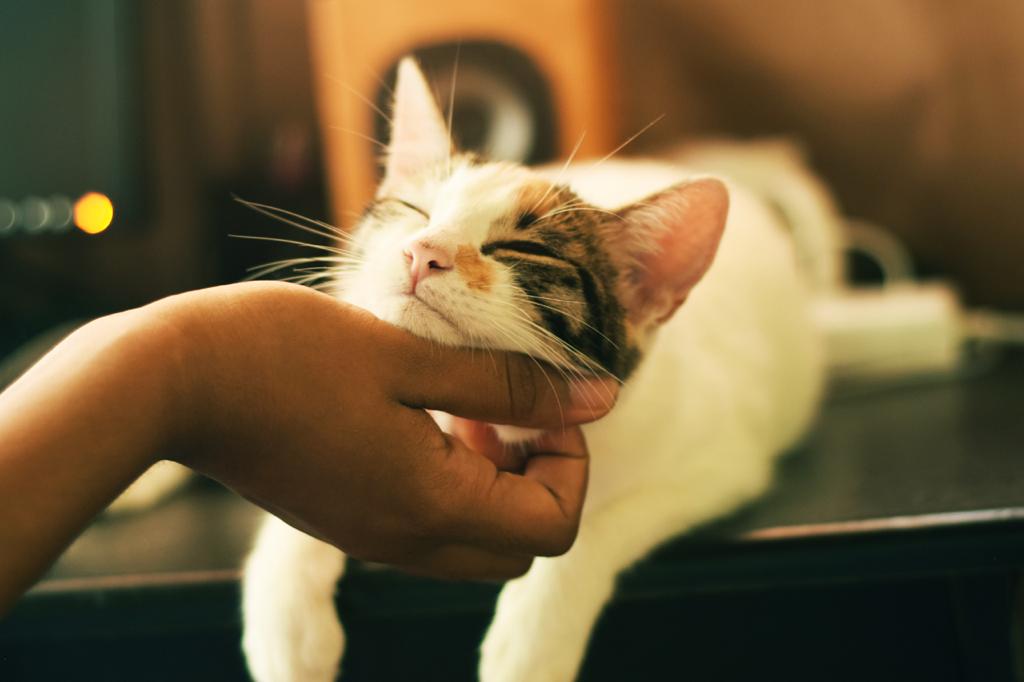 Россияне предпочитают заводить дома кошек, выяснила компания СберСтрахование