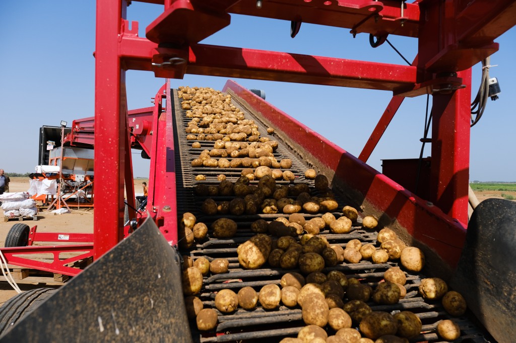 Россия намерена закупать картофель в странах СНГ
