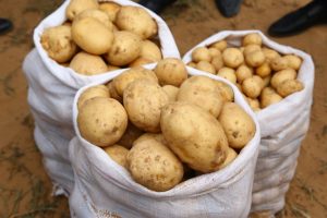 Астраханские фермеры начнут выращивать белорусские сорта картошки