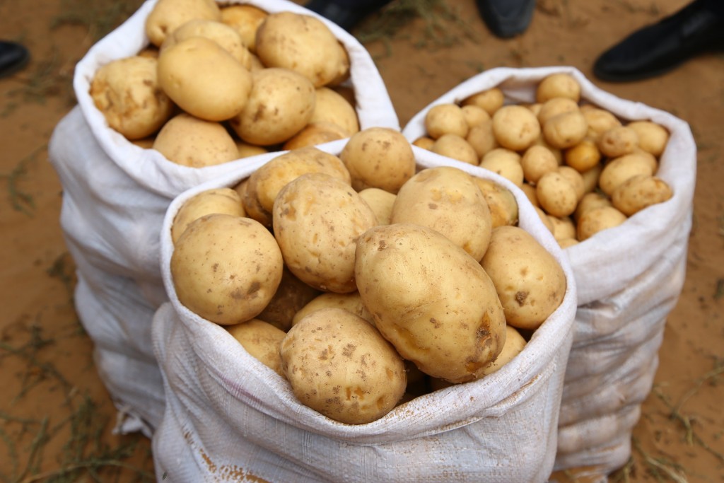 Астраханские фермеры начнут выращивать белорусские сорта картошки
