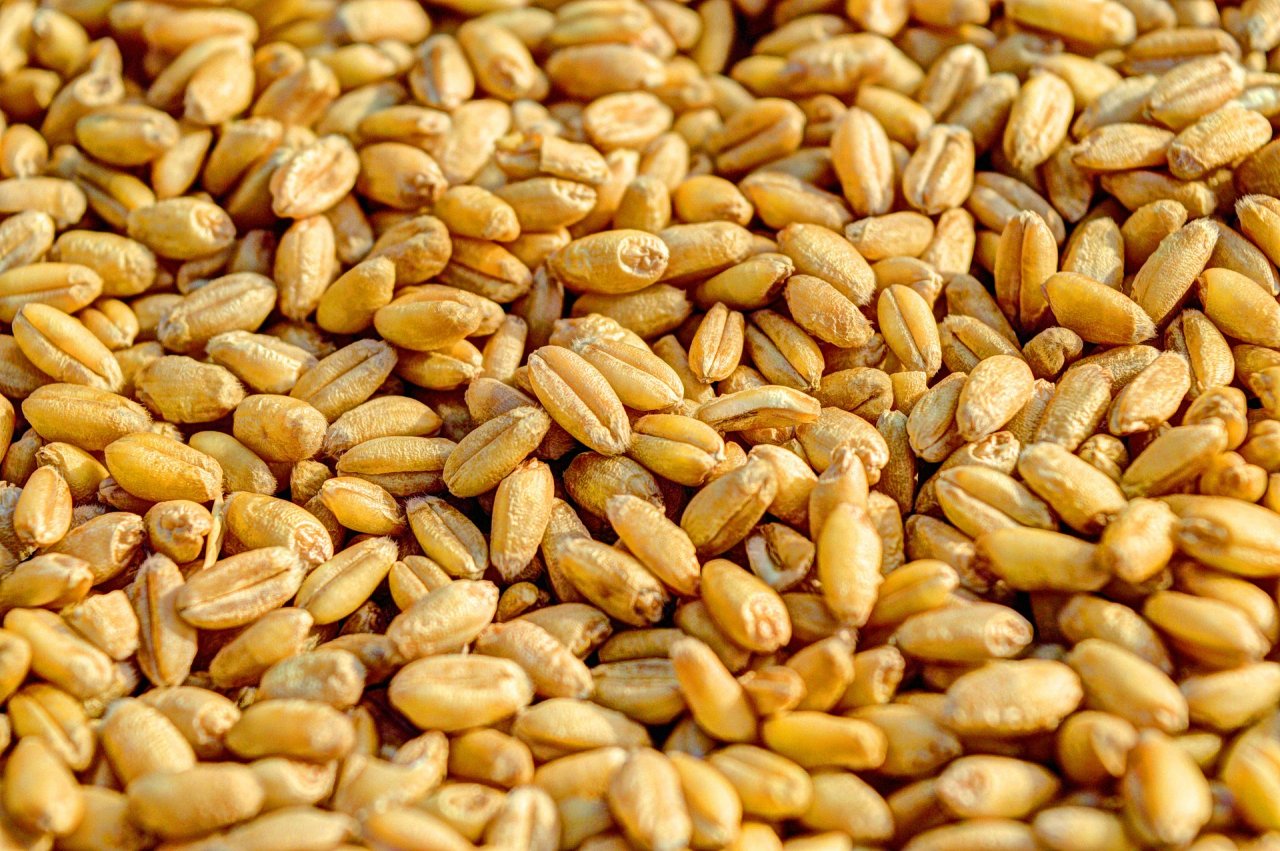 Банк «Открытие»: «Климатические сюрпризы не дают ценам снижаться – пшеница в 2021 году будет стоить больше 14 тысяч рублей за тонну»