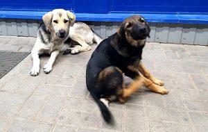 В Астраханской области проверят эффективность расходования средств на отлов собак